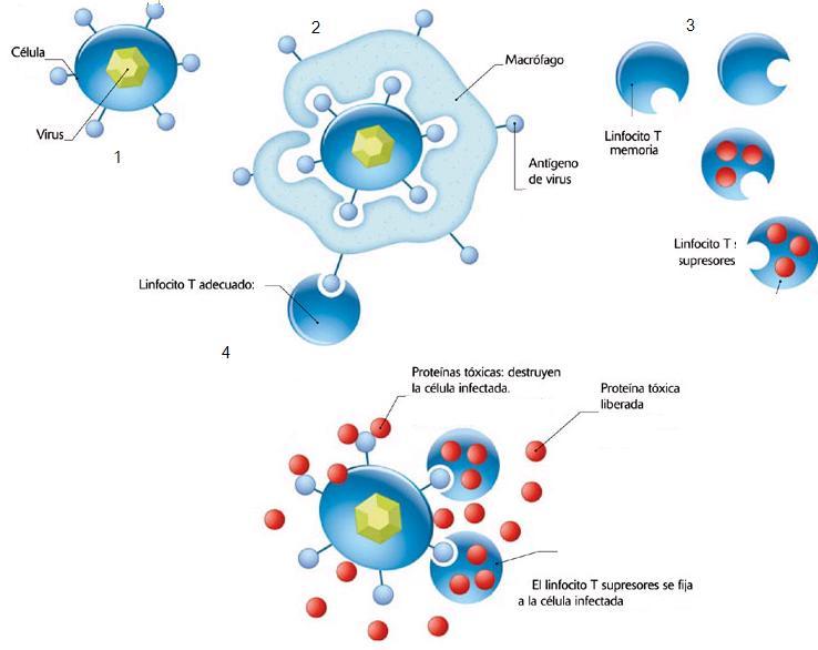 inmunidad celular